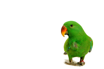 Fototapeta na wymiar Male Eclectus Parrot, age five months.