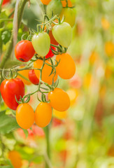 Close up cherry tomatoes hanging on trees in greenhouse selective focus