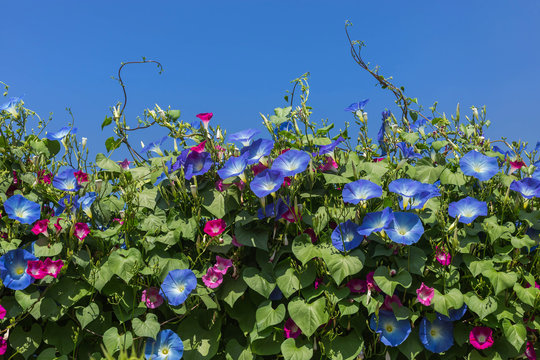 blue morning glory flowers climbing on the wall with blue sky background 