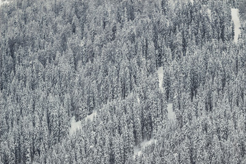 Larch trees covered with snow in the mountains