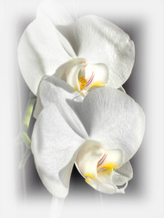 Fototapeta na wymiar Orchideen, Schmetterlingsblume