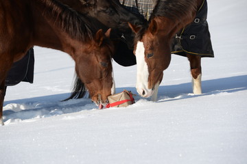 smelling better than snow, 3 horses examining a parcel in the snow