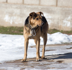 dog on nature in winter