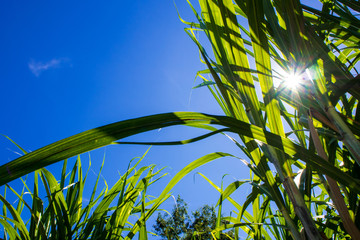 Sunlight and blue sky over the Sugarcane farm