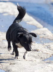 dog on nature in winter
