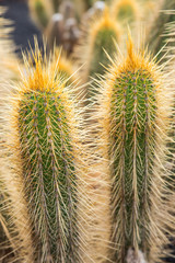 Giardino dei cactus Lanzarote - Canarie