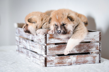 Puppies dog Akita breed