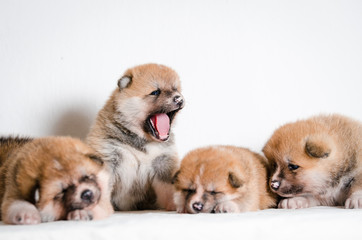 Puppies dog Akita breed
