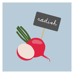 Vector Vegetable - Radish - 135588313