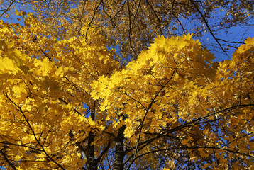 Beautiful autumn trees