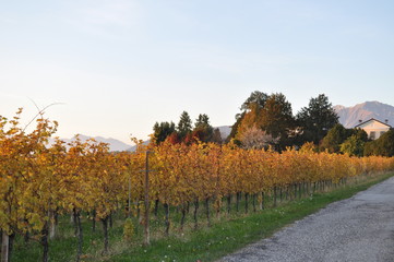 Naklejka premium Autumn colors between villages and vineyards