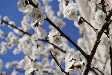 Cherry tree