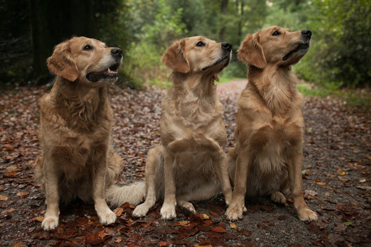 Three labradors sitting in woodland, side by side 