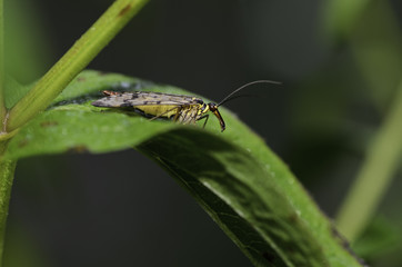 Scorpion fly