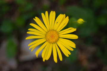Doronico (Doronicum columnae) - fioritura