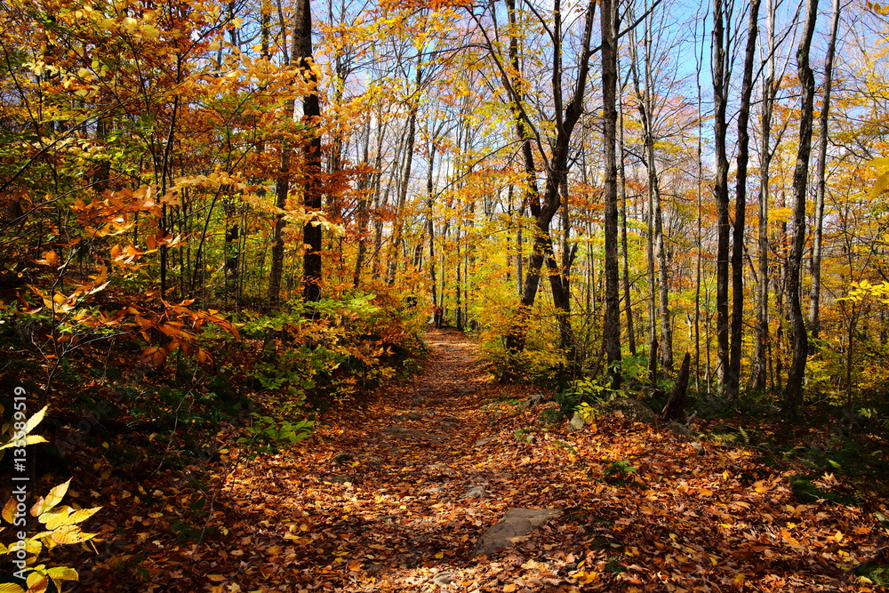 Wall mural fall upstate new york