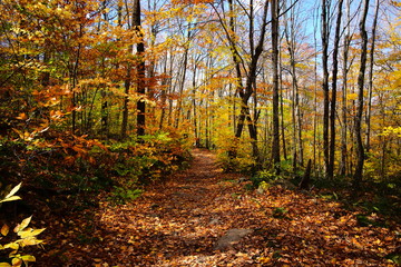 Fall upstate New York