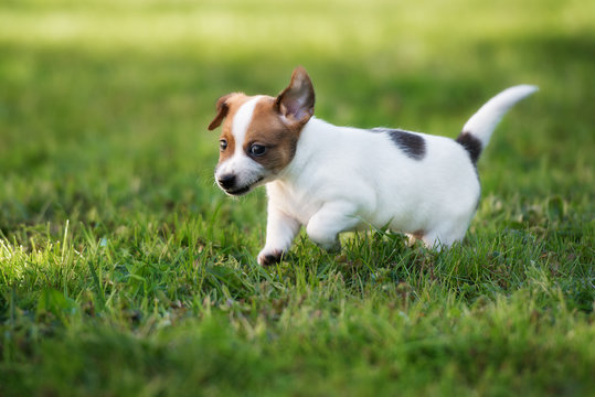 jack russell terrier puppy walking outdoors in summer