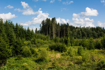 Fototapeta na wymiar Wald in verschiedenen Altersklassen