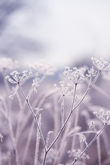delicate openwork flowers in the frost. Gently  frosty natural winter background. Beautiful winter morning in the fresh air. Soft focus.
