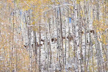 Obraz premium aspen autumn pattern