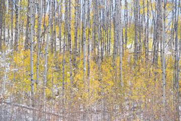 aspen autumn pattern