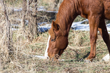 a horse in a pasture in winter