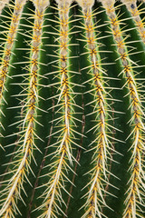 Giardino dei cactus Lanzarote - Canarie