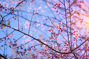 Selective focus Branch of Himalayan Cherry Blossom , also call sakura pink color with blue sky background in winter at highlands of Phetchabun District, Thailand.