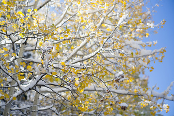 autumn aspen trees and winter snow