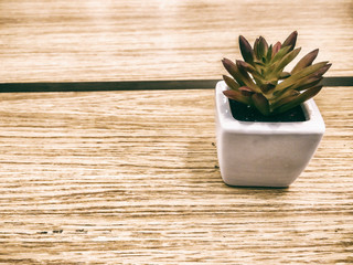 small succulent plant aeonium in white flowerpot on wooden desk