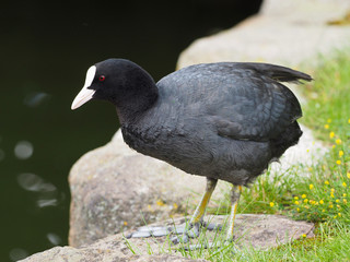 Coot (Fulica atra)