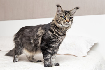 Кошка Мейн кун стоит на белом фоне.