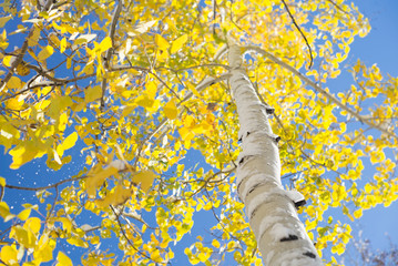 autumn aspen trees and winter snow