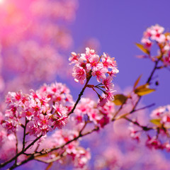 Selective focus Branch of Himalayan Cherry Blossom , also call sakura pink color with Natural blur background at highlands in winter at highlands of Phetchabun District, Thailand.