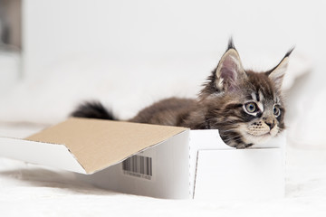 Маленький пушистый котенок Мейн-кун  играет с коробкой.