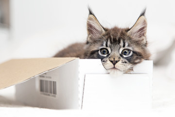 Маленький пушистый котенок Мейн-кун  играет с коробкой.