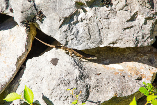 Brown lizard between rocks in croatia