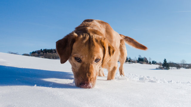 Sp&uuml;rnase im Schnee bei blauem Himmel und Sonne sucht den Schneeball