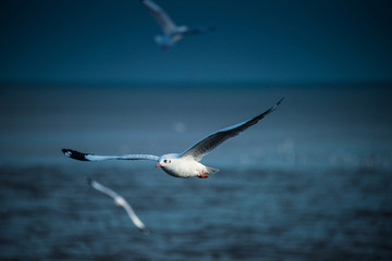 seagull flying in the sky at Bangpu, Thailand.