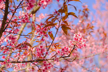 Selective focus Branch of Himalayan Cherry Blossom , also call sakura pink color with Natural blur background at highlands in winter at highlands of Phetchabun District, Thailand.