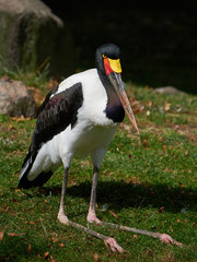 Saddle-billed stork (Ephippiorhynchus senegalensis)