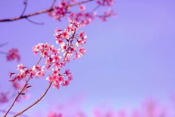 Selective focus Branch of Himalayan Cherry Blossom , also call sakura pink color with Natural blur background at highlands in winter at highlands of Phetchabun District, Thailand.