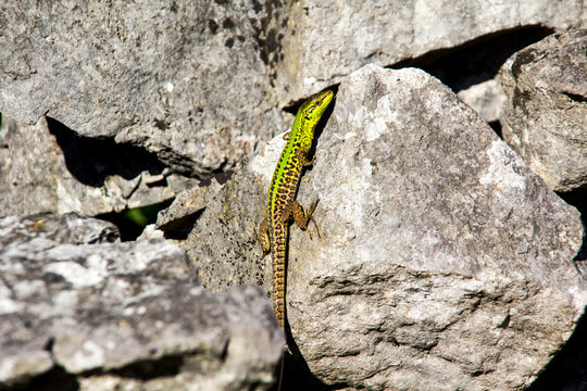 Green lizard climbing a rock in croatia