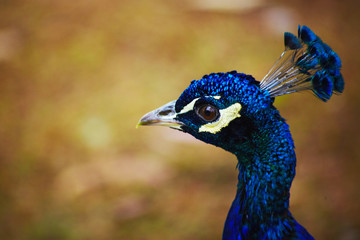 Portrait of peacock closeup