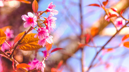 Selective focus Branch of Himalayan Cherry Blossom , also call sakura pink color with Natural blur background at highlands in winter at highlands of Phetchabun District, Thailand.