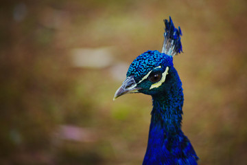 Portrait of peacock closeup