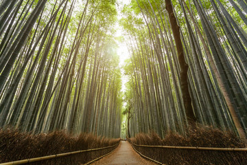 Arashiyama Bamboo forest in Kyoto, Japan