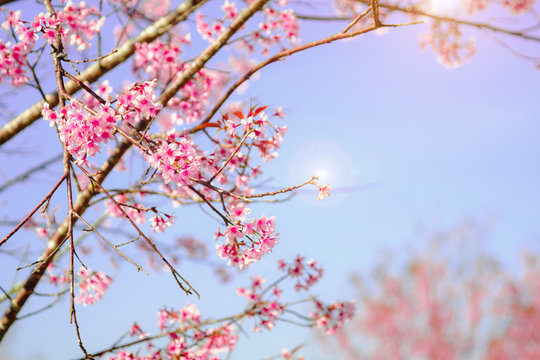 Selective focus Branch of Himalayan Cherry Blossom , also call sakura pink color with blue sky background in winter at highlands of Phetchabun District, Thailand.