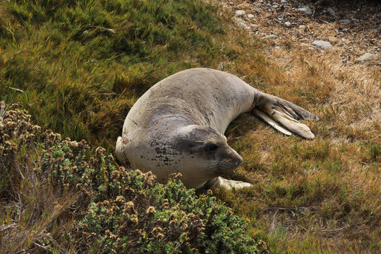 Elephant seal california coast